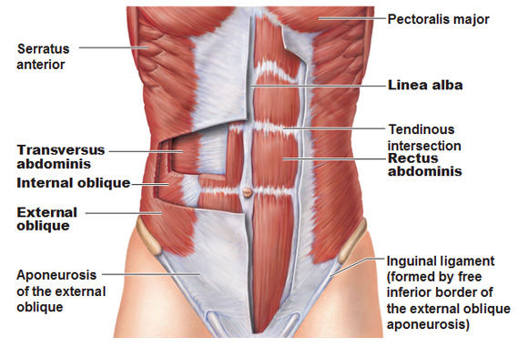 abdominal-muscles-1 (1).jpg