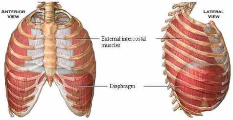 DiaphragmExternalIntercostals